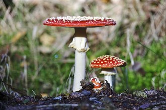 Fairytale toadstools (Amanita muscaria), October, Lusatia, Germany, Europe