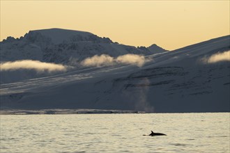 Minke whale (Balaenoptera acutorostrata) with dorsal fin surfacing, blow, snowy mountains,