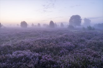 Heath landscape, flowering heather (Calluna vulgaris), morning mist, Lüneburg Heath, Lower Saxony,