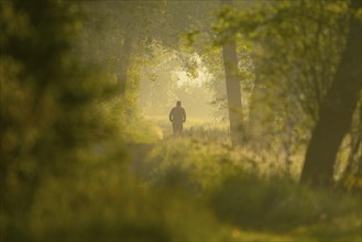 Jogger running on a forest path, Lower Saxony, Germany, Europe