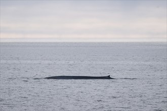 Blue whale (Balaenoptera musculus), Woodfjord, Spitsbergen archipelago, Svalbard and Jan Mayen,