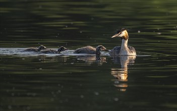 Great crested grebe (Podiceps scalloped ribbonfish) with three young birds swimming on a pond,