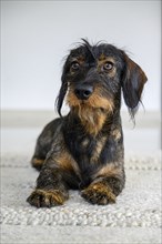 Rough-haired dachshund, male, 3 years old, lying on a carpet and looking up attentively. The black