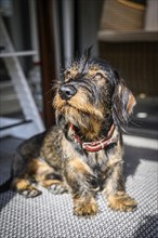 Rough-haired dachshund, male, 3 years old, standing on the balcony in the sun and looking upwards.