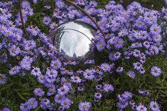 Purple flowers with a reflecting ball in the centre in the garden, Weseke, Münsterland, Germany,