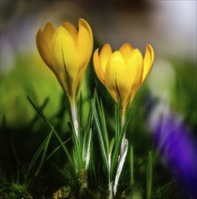 Macro of yellow crocus flowers in the garden