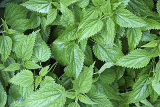 Wet green nettle leaves background