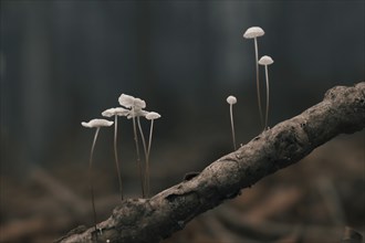 Mushrooms on a branch at the tree trunk, Mushrooms on a branch at the tree trunk