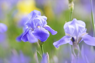 Violet Iris. Beautiful garden flower close up on green background