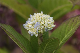 Close-up of a white hydrangea bud with green leaves, Weseke, Münsterland, Germany, Europe