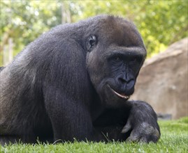 Portrait of young smiling gorilla