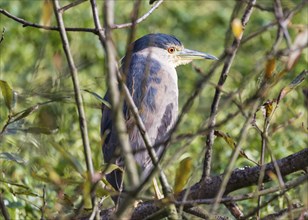 Juvenile Great Blue Heron Perched in a Tree, Color Image, Day