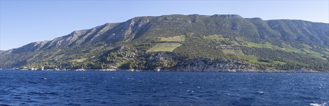 Vineyard on steep slopes by the sea, Peljesac peninsula, near Trstenik, Dalmatia, Croatia, Europe