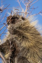 Porcupine Close Up in the Saskatchewan Prairies