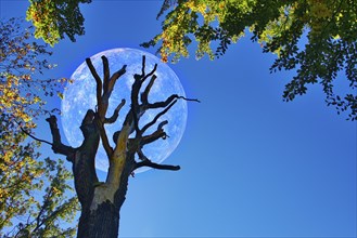 Old tree with branches in front of a large glowing moon in the dark blue night sky, mystical