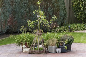 Various plants arranged in pots on a brick floor in front of a hedge, Weseke, Münsterland, Germany,