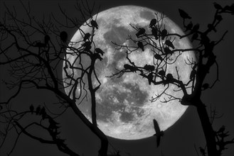 Tree branches and birds form silhouettes in front of a large full moon in a black and white photo,