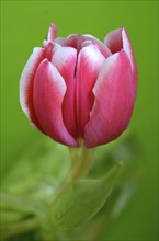 A Single Springtime Pink Tulip Against A Green Background