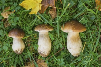 3 porcini mushrooms in autumn leaves, 3 Stone mushrooms in autumn leaves