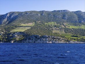 Vineyard on steep slopes by the sea, Peljesac peninsula, near Trstenik, Dalmatia, Croatia, Europe