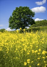 Landscape with a lonely tree in a yellow flowering meadow