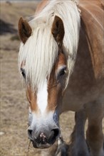 Horse in Urbasa, Navarra, Spain, Europe