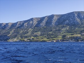 Vineyard on steep slopes by the sea, Peljesac peninsula, near Trstenik, Dalmatia, Croatia, Europe