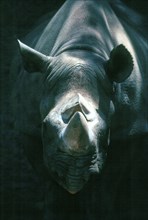 Rhinoceros