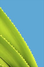 A Spiky Tropical Plant With Copy Space And Blue Background