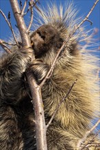 Porcupine Close Up in the Saskatchewan Prairies