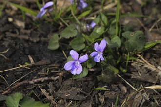 Viola ruprestis, lilac wildflowers growing in spring