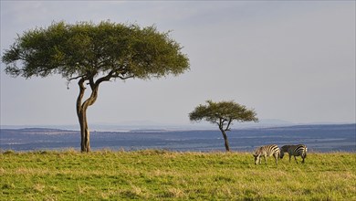 Two plains zebras (Equus quagga) under two acacia trees in the landscape of the Masai Mara, Kenya,