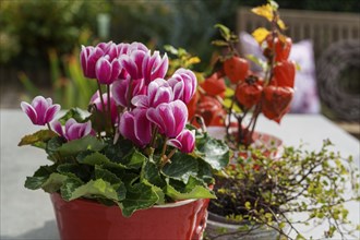 Cyclamen flowers in a red pot on a table in an autumn garden, Weseke, Münsterland, Germany, Europe