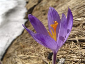 Spring flower