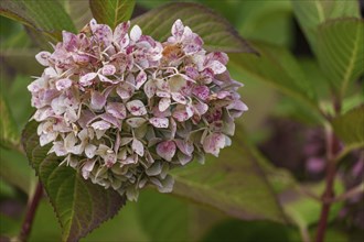 Close-up of a pink-green hydrangea flower in the garden, Weseke, Münsterland, Germany, Europe