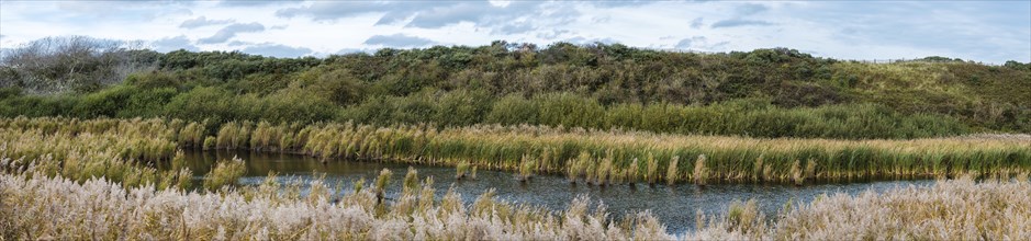 Sea grasses, plants, natural water ponds and sand dunes in the Flemish nature reserve Fonteintjes