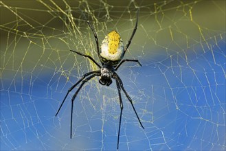 A spider sits in its web in front of a blue background, silk spider (Nephilia fenestrata) Zoo