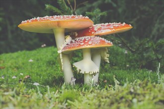 Toadstool in the Thuringian Forest