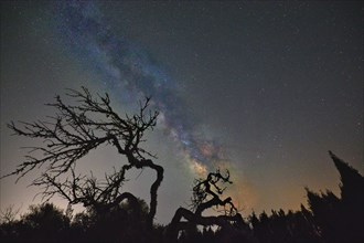 Astrophotograph of a silhouette of a tree under the Milky Way, surrounded by dense foliage, Campos,