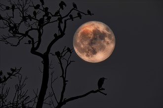 Birds sitting on branches in front of a large full moon illuminating the night sky, Fantasy,