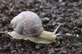 Snail on grit