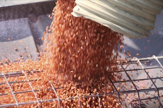 Seeding in Saskatchewan drought conditions Agriculture Durum Wheat