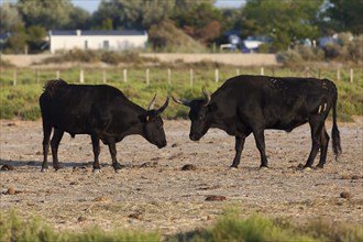 Bulls of Camargue, Bouches du Rhone, France, Europe