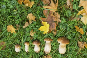 5 porcini mushrooms (Boletus edulis) in autumn leaves, 5 Stone mushrooms in autumn leaves