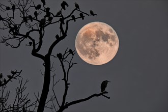 A bird sits on a branch in the foreground while a large full moon illuminates the night sky,