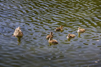 Close up of duck with ducklings swimming in the pond