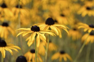 Arnica flowers