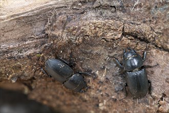 Beamed beetle (Dorcus parallelipipedus), two beetles crawling over dead wood, Velbert, North