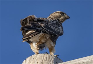 Rough Legged Hawk in winter Saskatchewan Canada