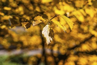 Autumn atmosphere, golden coloured autumn leaves, Leoben, Styria, Austria, Europe